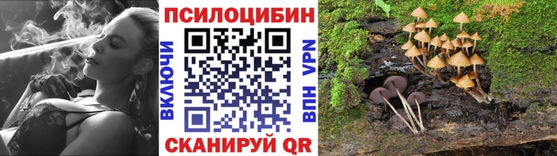 Псилоцибиновые грибы Psilocybe  Купить закладки  Курчалой 